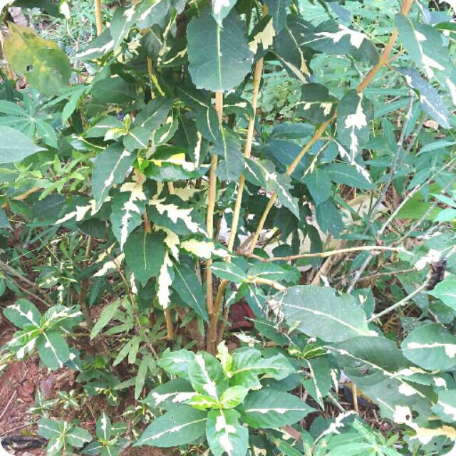 Bibit bunga gantung parkit