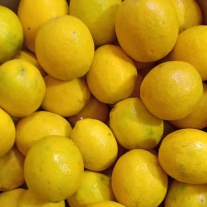 

LEMON IMPORT