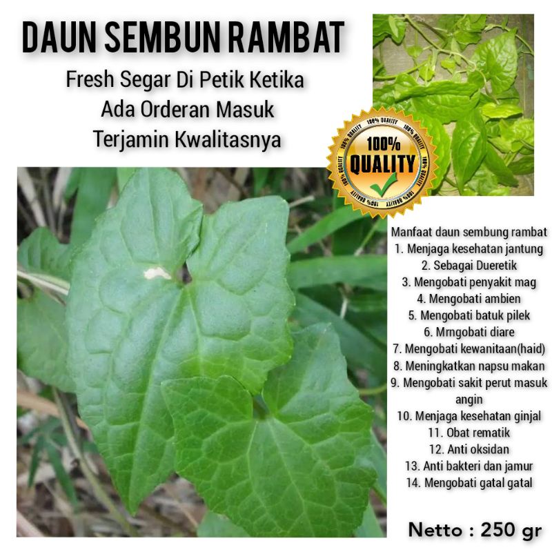 

DAUN SEMBUNG RAMBAT SEGAR 250 GRAM