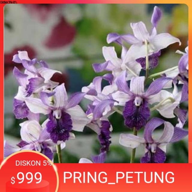 ANGGREK INDONESIA  RAYA BLUE REMAJA