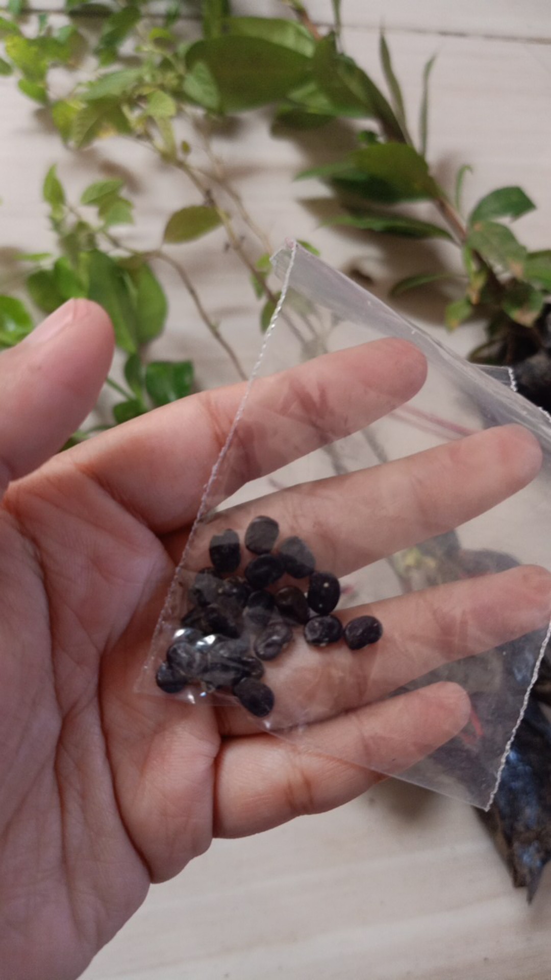 20 Biji Bunga Telang