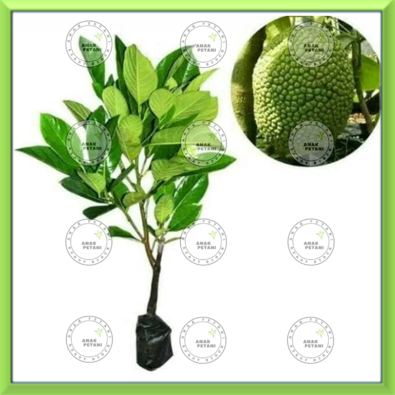 Bibit Pohon Tanaman Buah Nangka Ni Sudah Berbuah