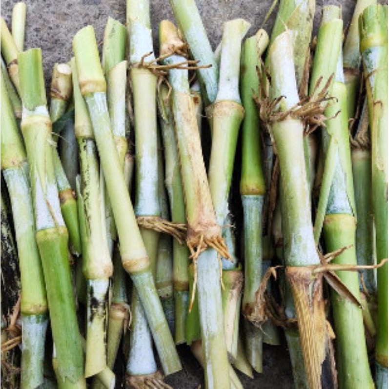 stek rumput pakchong - rumput pakchong