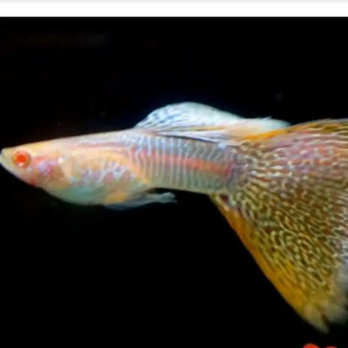 

ikan hias Guppy albino yellow cobra