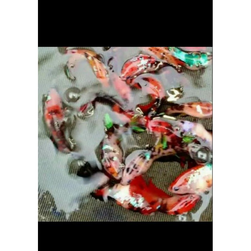 Ikan Cupang Nemo Galaxy Multicolor