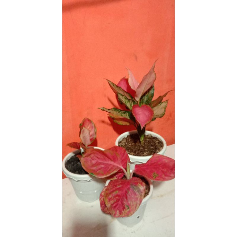 paket 3 tanaman hias aglonema wulandari-garuda-black maroon