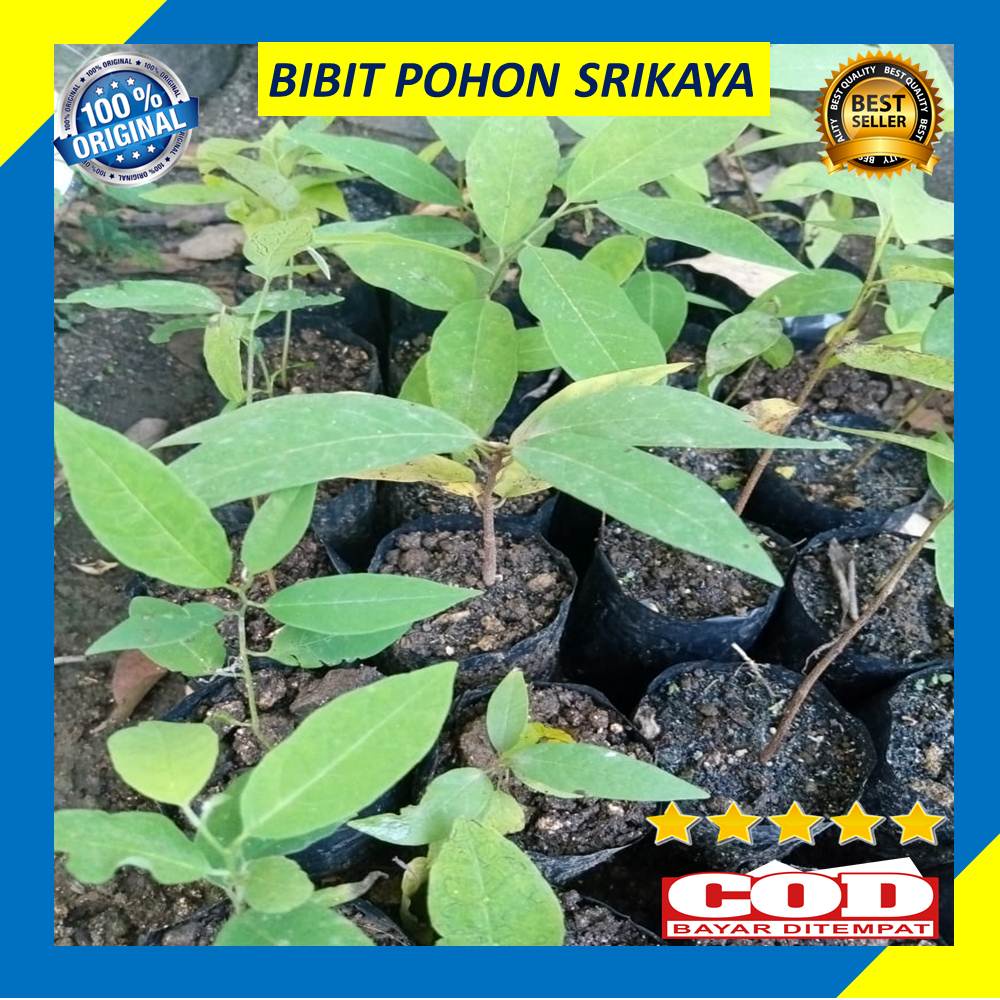 Bibit Srikaya Pohon Buah Srikaya