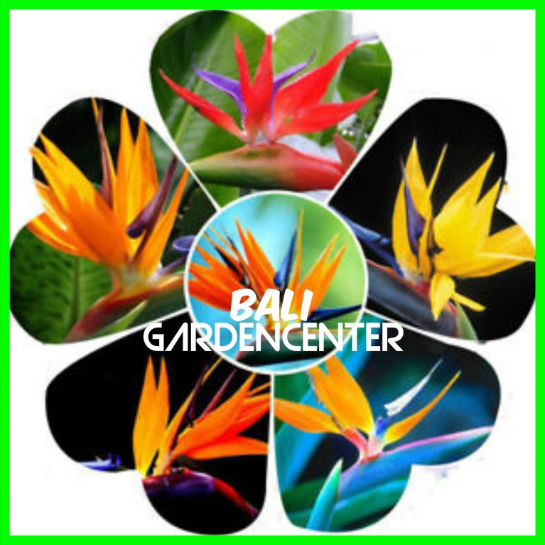 Benih Biji Bunga Heliconia Bird of Paradise mixed color Import