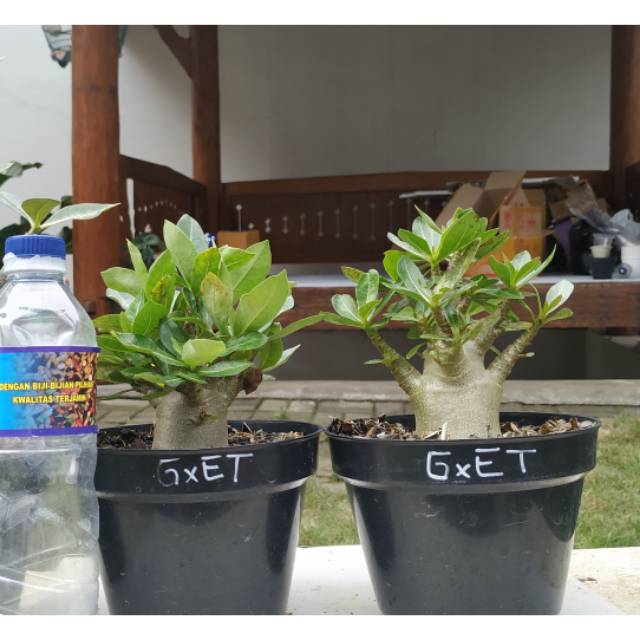 2 Pohon Adenium Karakter ID Godji x Emerald Tank