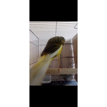 f1ys paud jantan rajin ngriwik