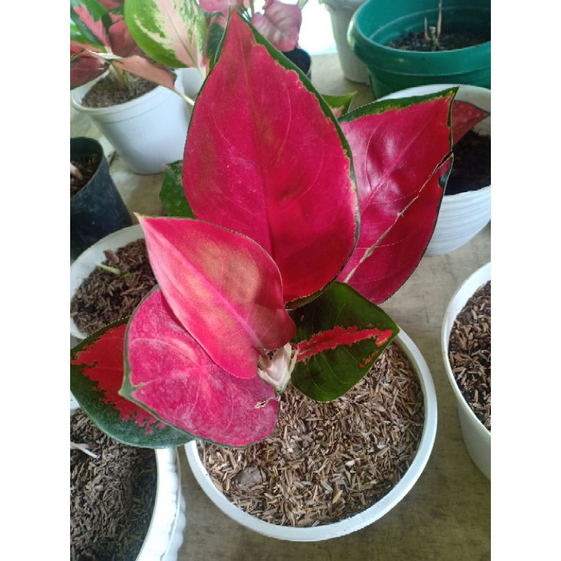 Aglonema Suksom Merapi