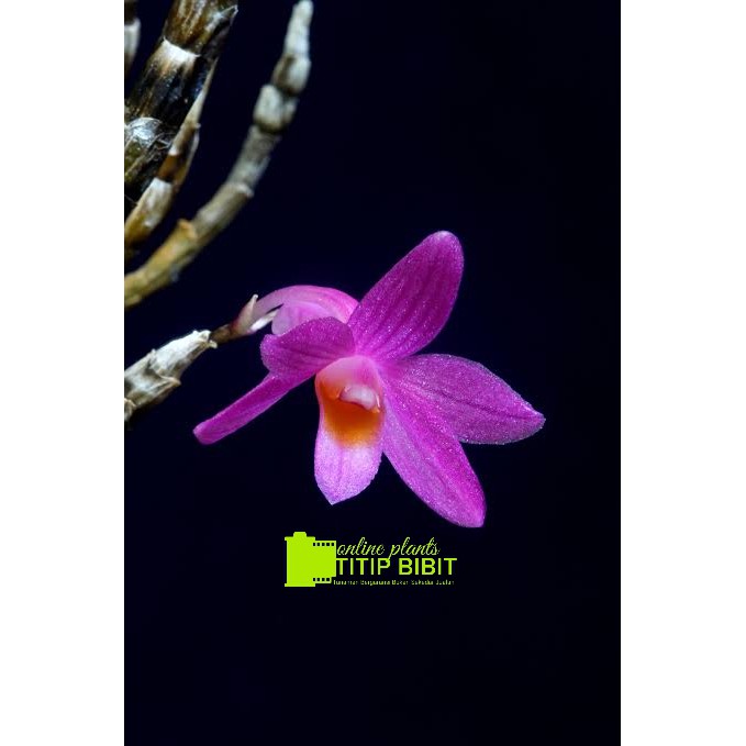 anggrek spesies dendrobium hasseltii