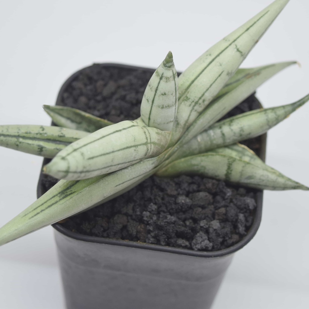 Sansevieria Boncel silver -  Tanaman Hias Indoor - Tanaman Penyerap Polutan - Tanaman Hias Lidah Mer