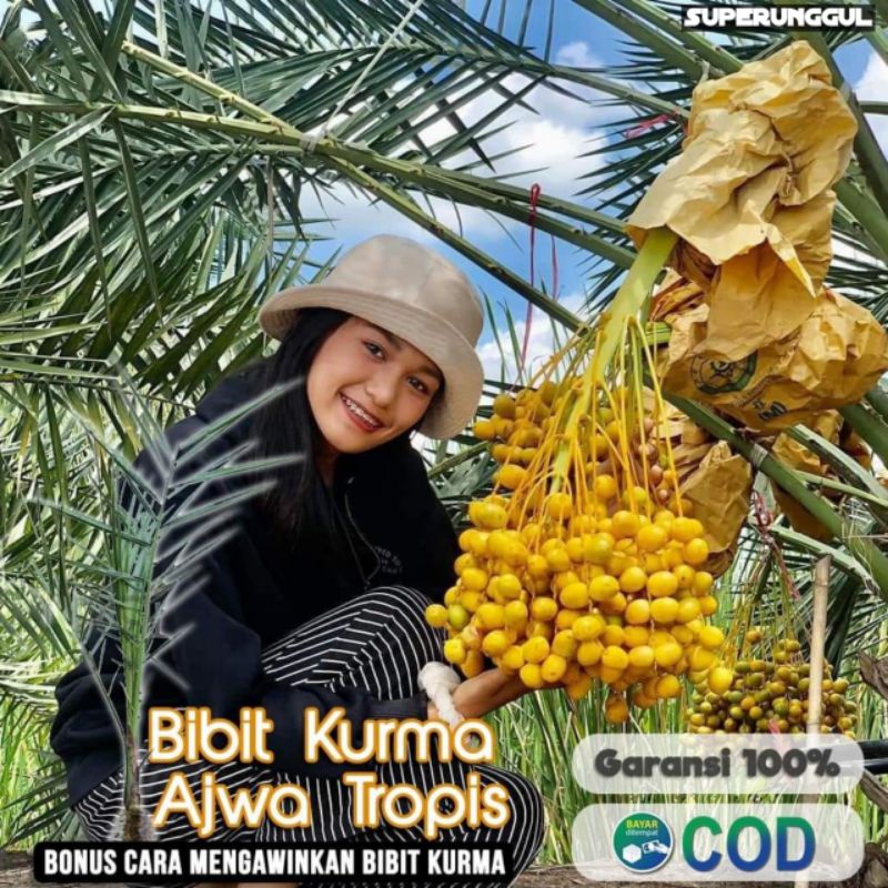 Bibit Kurma Ajwa Terlaris Asli Original