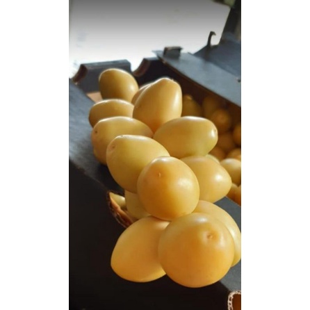 

Kurma Muda