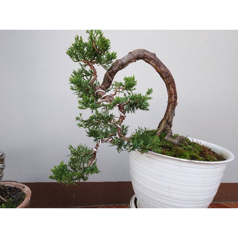 bahan Bonsai Cemara puapua /jual.bahan.cemara.puapua