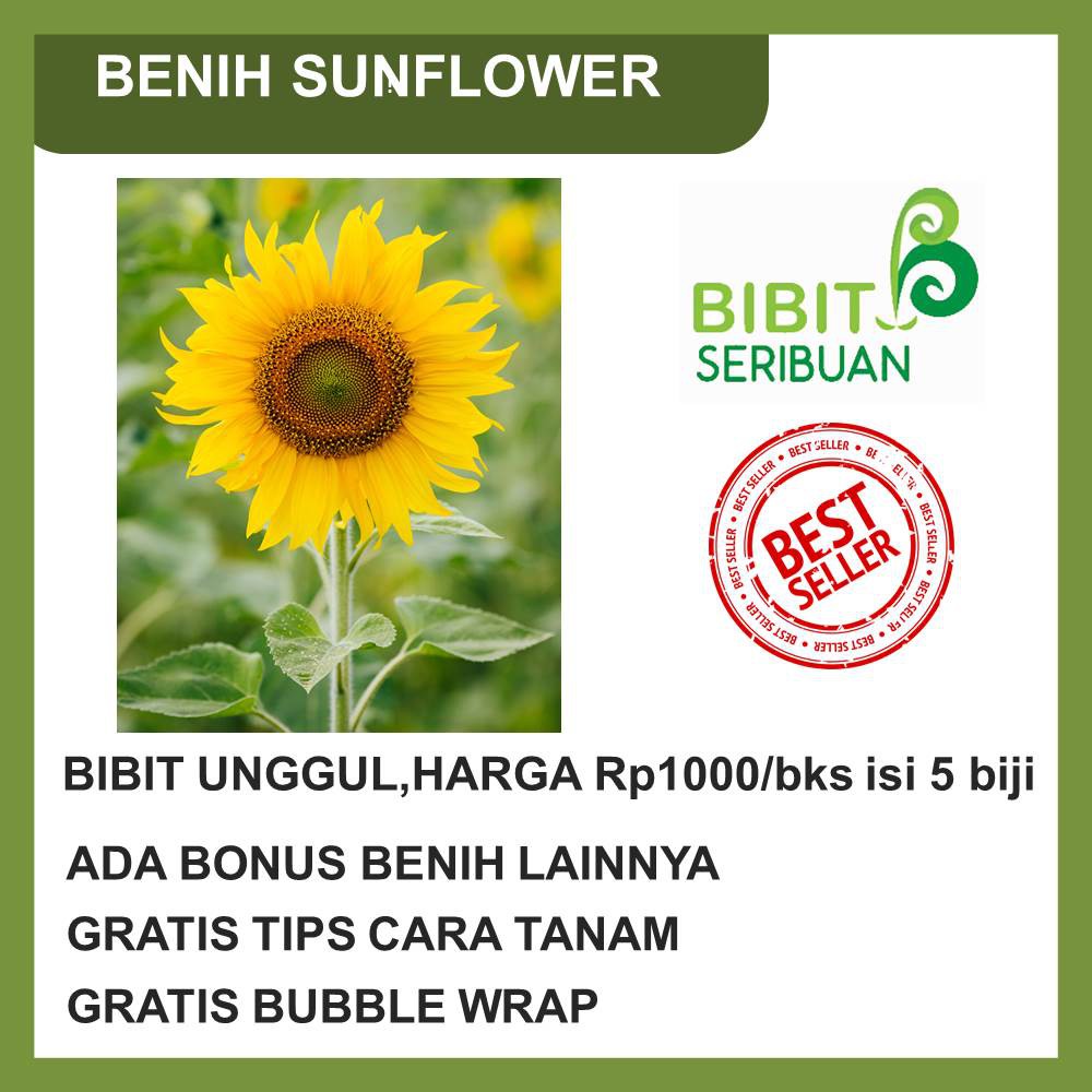 Harga Bunga Matahari Terbaik Taman Perlengkapan Rumah November 2020 Shopee Indonesia