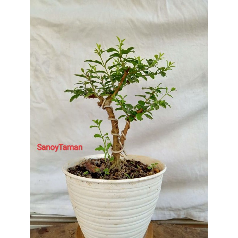 Tanaman hias Bonsai Mirbea-Bonsai mirbean+Pot putih tanaman hias
