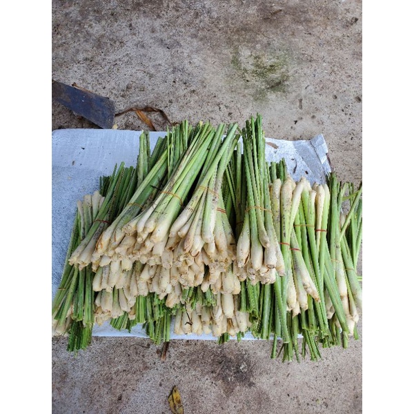 

serai jumbo