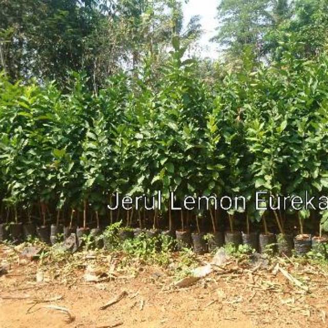 Bibit Jeruk lemon Eureka / Bibit Jeruk Lemon Australia