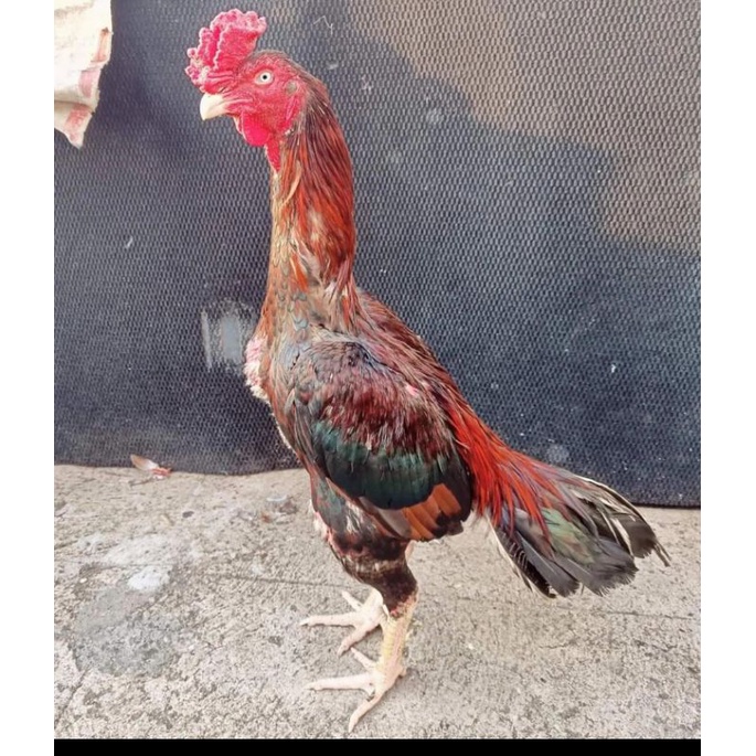 

JUAL TELUR AYAM ASELL ASLI PAKET 3 BUTIR