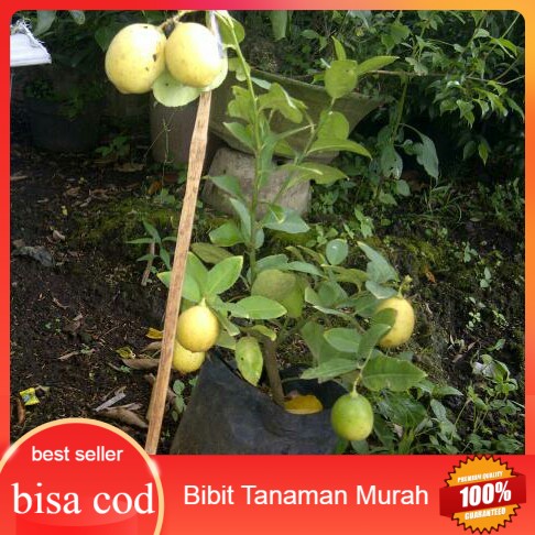 Bibit Jeruk Lemon Lokal Berbuah