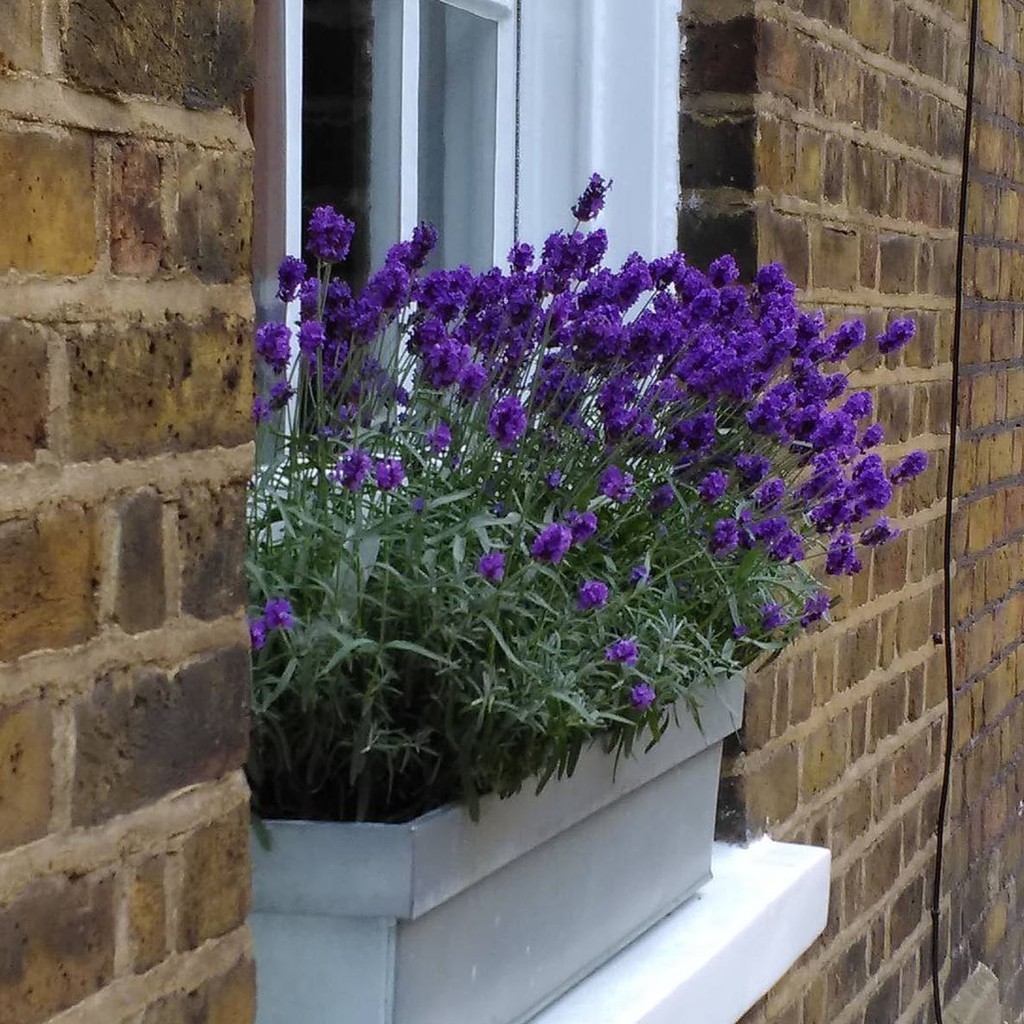 TANAMAN HIAS English lavender asli bunga ungu lavandula TANAMAN HIAS English lavender asli bunga ungu lavandula