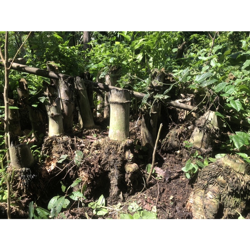 humus akar bambu 1kg