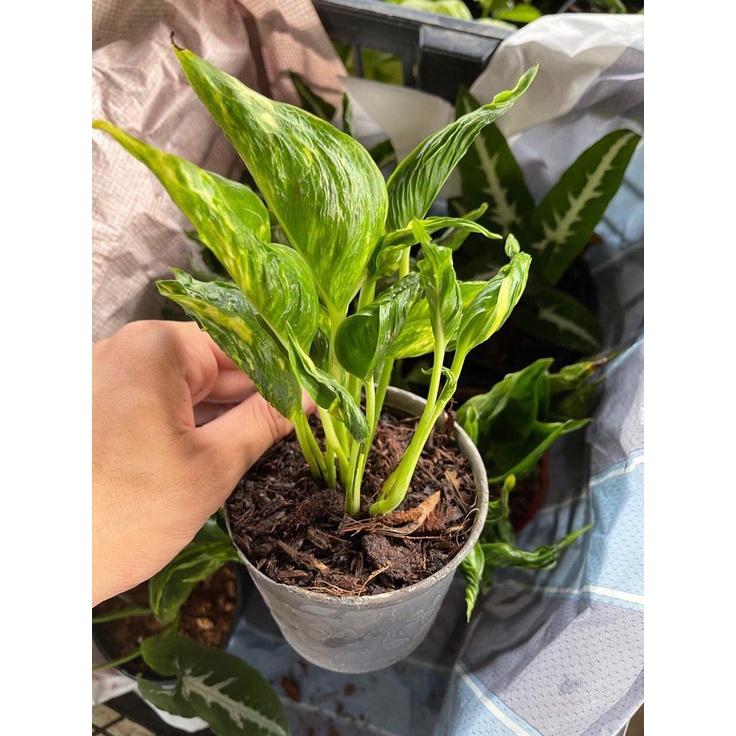 Epipremnum Shangrila Variegata