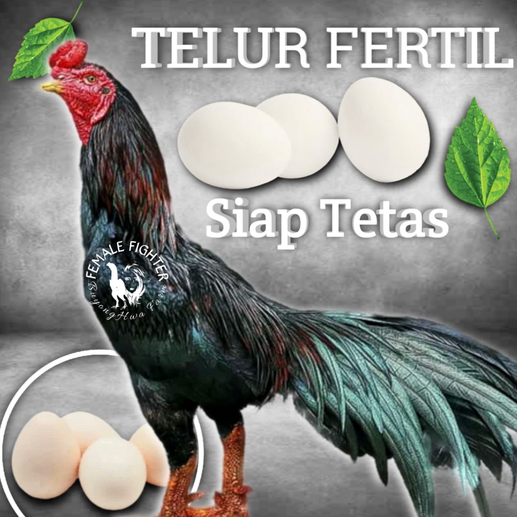 pakhoy plucker original Ayam Bangkok TELUR FERTIL New Generasi