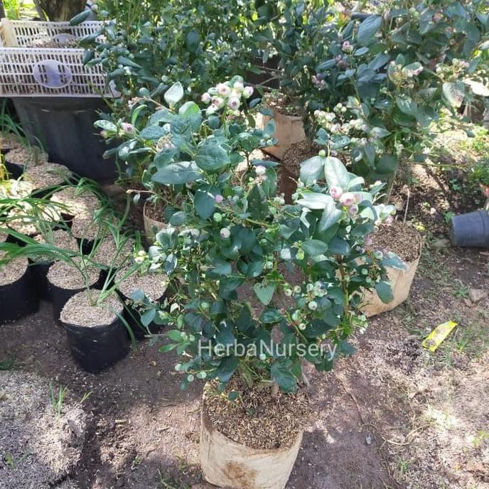 TERBAIK Bibit pohon blueberry - pohon buah blueberry - berbuah TERMURAH