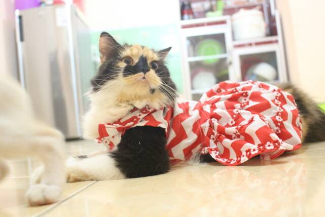 Simple dress motif zig zag untuk kucing dan anjing / baju kucing / dress kucing murah