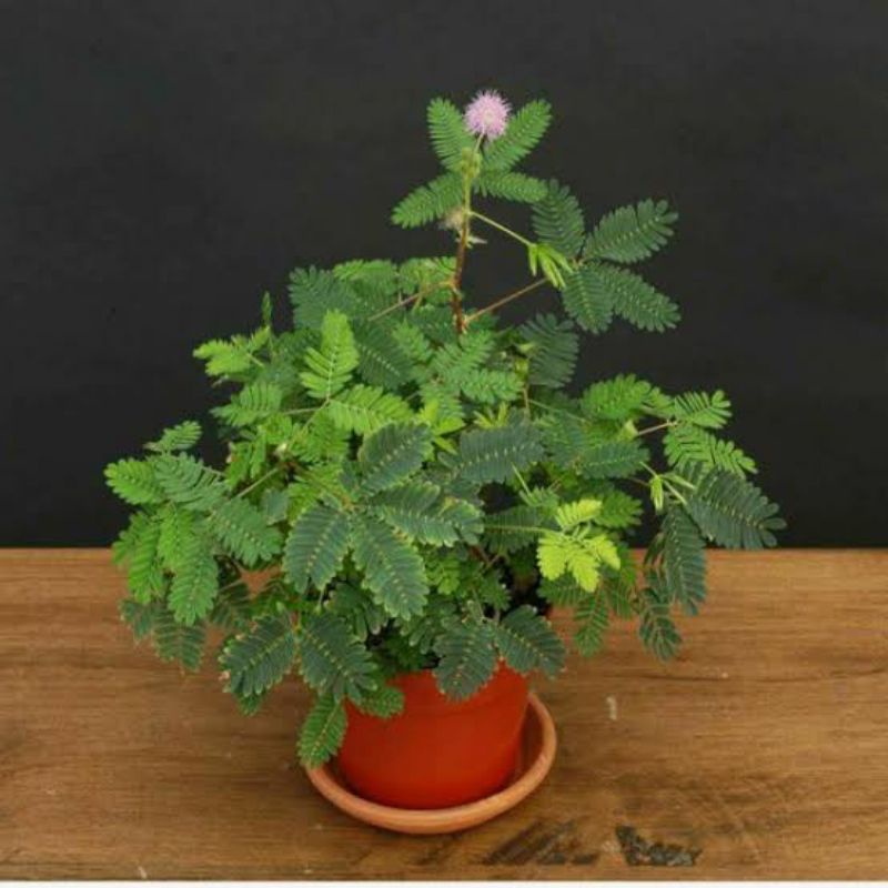 bibit Putri malu / Tanaman herbal putri malu segar 100 gr - bahan bonsai Tanaman Obat Herbal