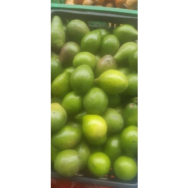 

Buah Alpukat Mentega Super