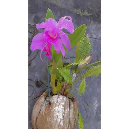 ANGGREK GANTUNG/ ANGGREK HUTAN TROPIS/ ANGGREK HIAS MURAH