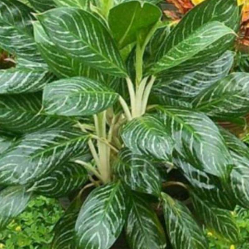 tanaman hias blanceng zebra garis silver tanaman pohon blanceng zebra garis silver/bibit tanaman hia