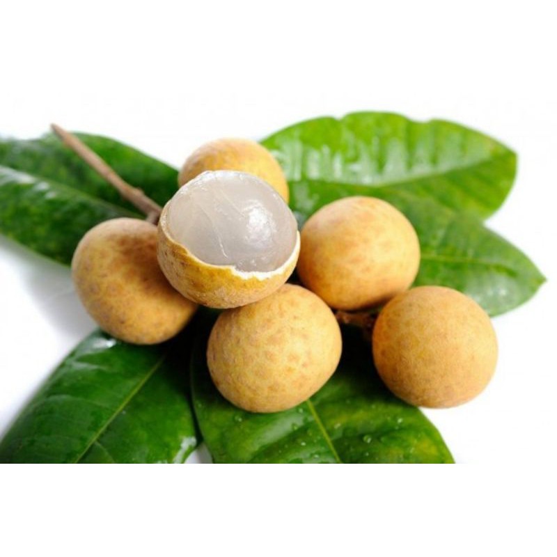 

KELENGKENG MANIS FRESH 500g