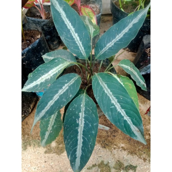 

schismatoglottis tectutara