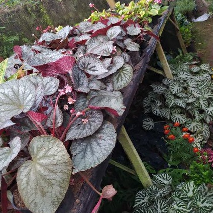 tanaman hias daun begonia silver