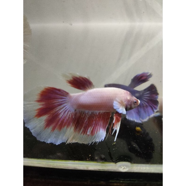 Ikan Cupang Halfmoon Big Ear Butterfly