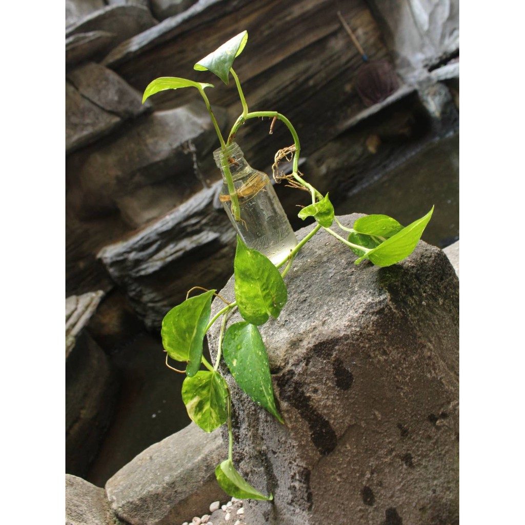 Tanaman Hias Yogyakarta (Sirih Gading)