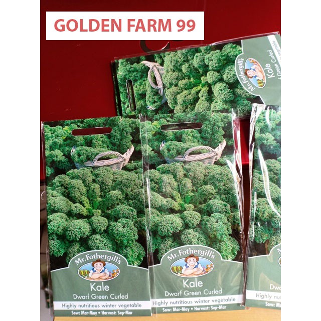 Benih / bibit Kale Curly Green atau Dwarf Green Curled harga murah