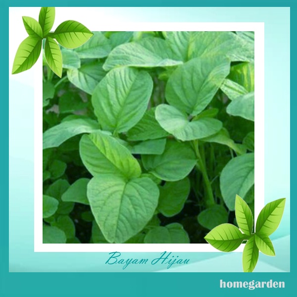 Bibit Bayam Hijau Bayam Sayur Benih Tanaman Sayuran Bibit Sayuran