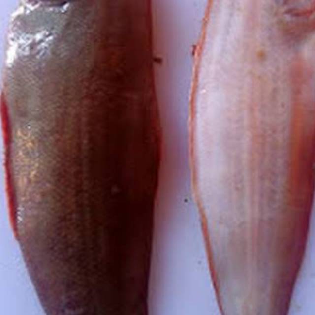 

IKAN LIDAH LAUT
