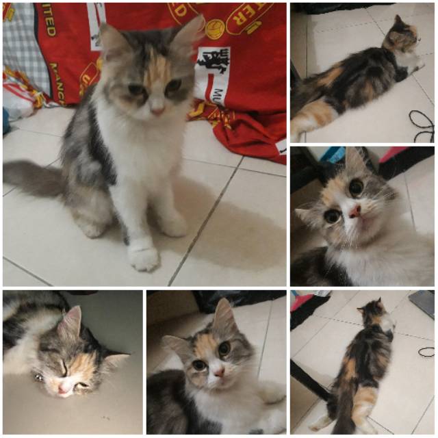 Kucing Persia Calico Medium Betina Bunting Shopee Indonesia