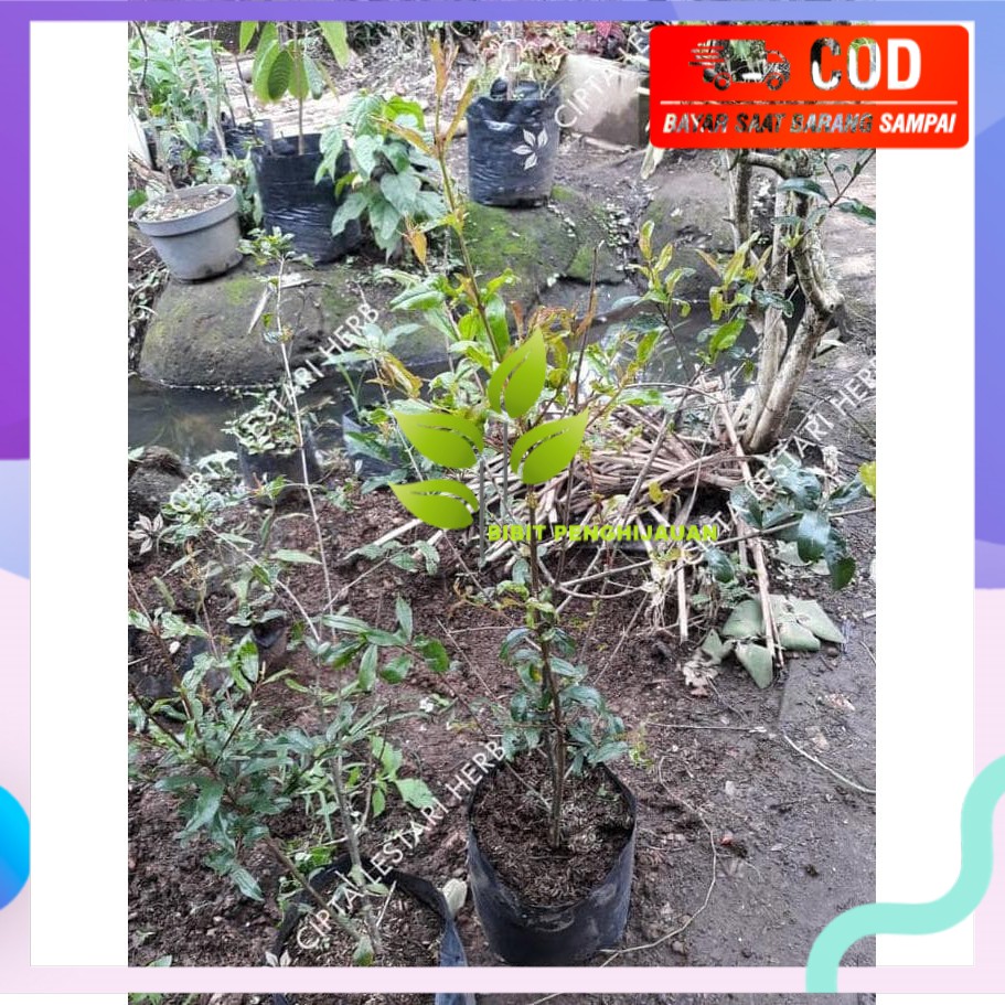 V3T Bibit Pohon Delima Merah - Herbal Buah Manis Gsp