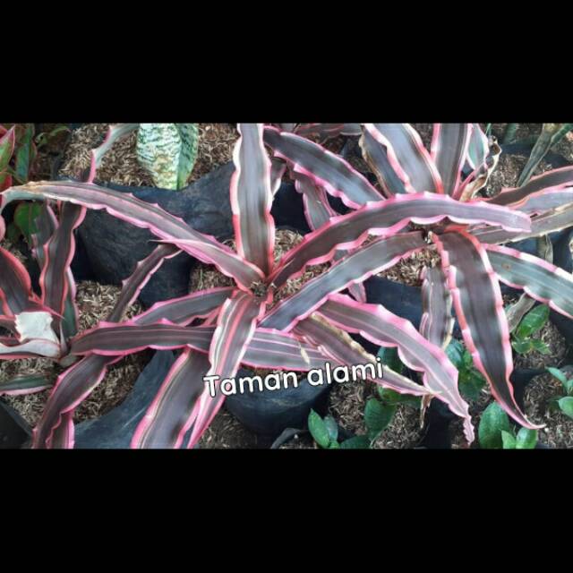 Tanaman hias bromelia black pink - pohon bromelia black pink - bromelia