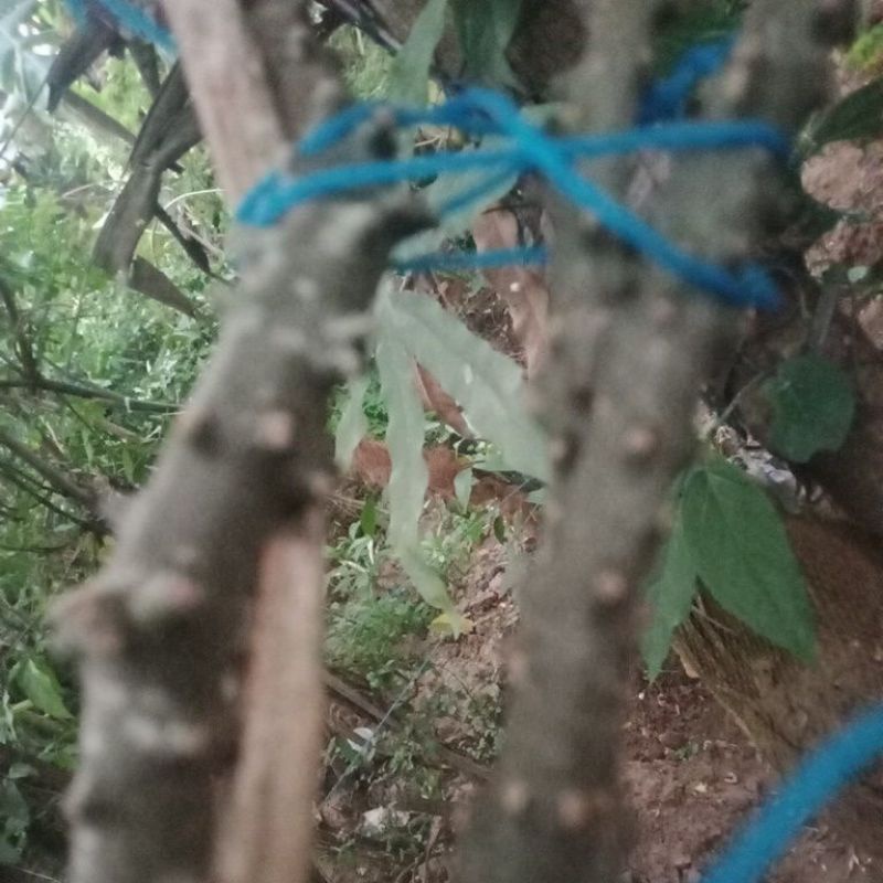 

herbal jamu tradisional brotowali 1 kg