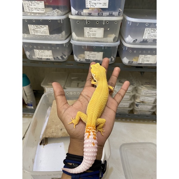 Leopard Gecko Female LF Enigma PH Tremper Cakep No. 359