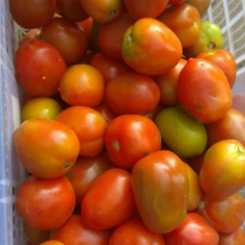 

tomat segar 500 gr